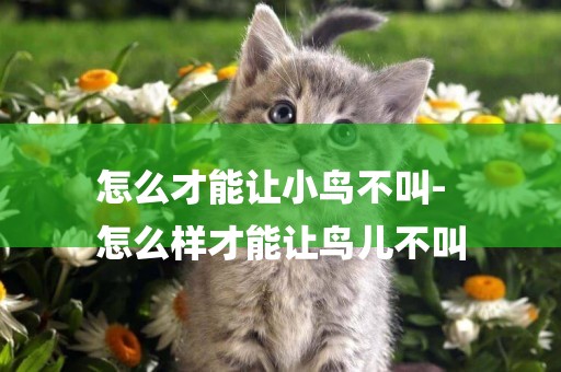 怎么才能讓小鳥不叫-
怎么樣才能讓鳥兒不叫
