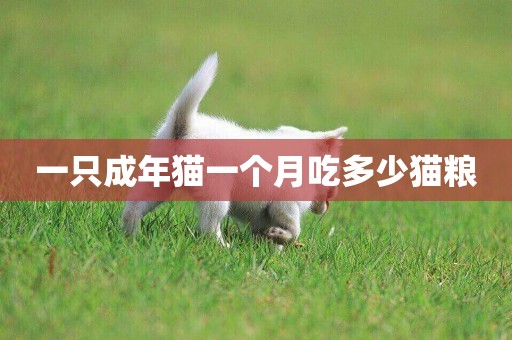 一只成年貓一個月吃多少貓糧