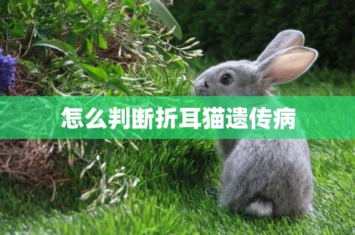 怎么判斷折耳貓遺傳病