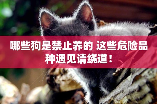 哪些狗是禁止養的 這些危險品種遇見請繞道！