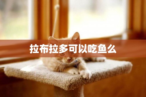 拉布拉多可以吃魚么