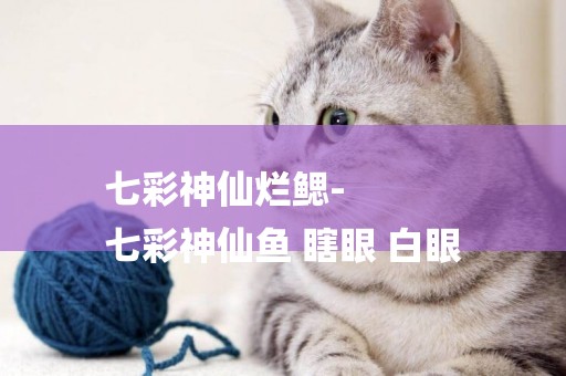 七彩神仙爛鰓-
七彩神仙魚 瞎眼 白眼