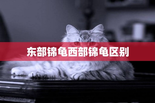 東部錦龜西部錦龜區別
