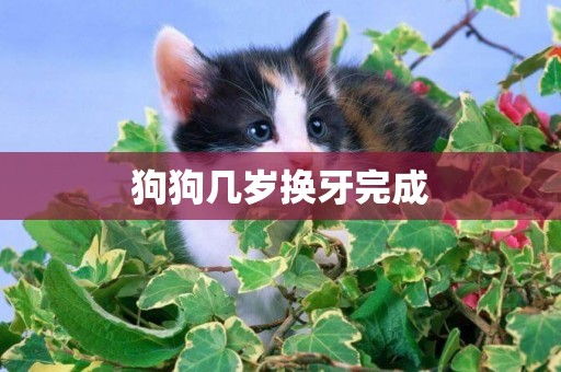 狗狗幾歲換牙完成