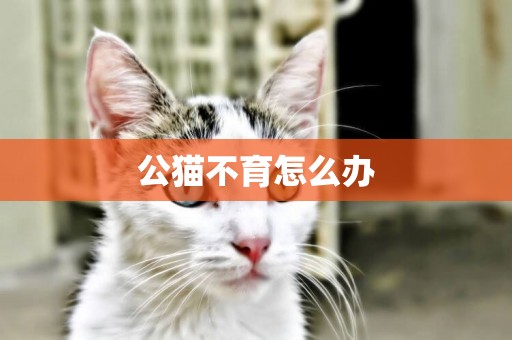 公貓不育怎么辦