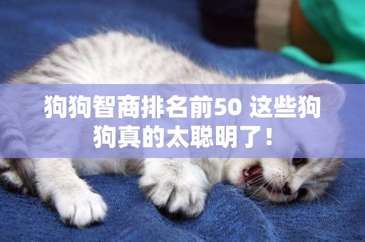 狗狗智商排名前50 這些狗狗真的太聰明了！