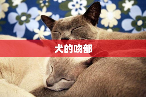犬的吻部