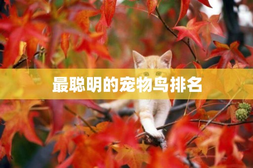 最聰明的寵物鳥排名