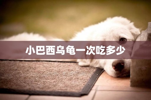小巴西烏龜一次吃多少
