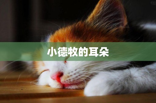 小德牧的耳朵