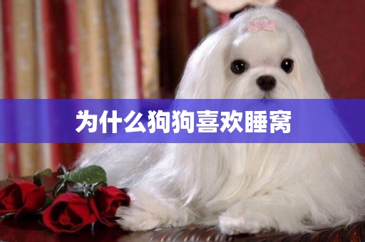 為什么狗狗喜歡睡窩