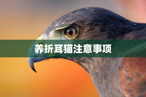 養折耳貓注意事項