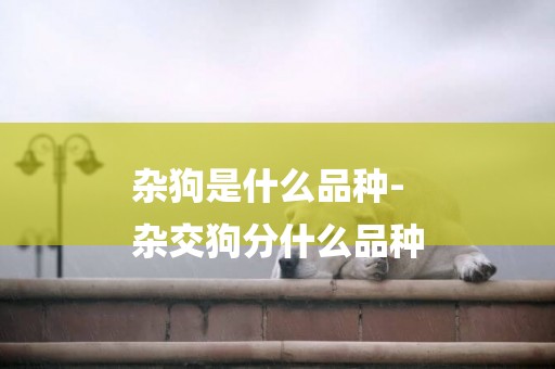 雜狗是什么品種-
雜交狗分什么品種