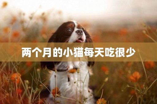 兩個月的小貓每天吃很少