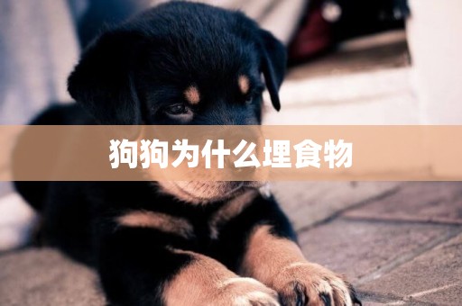 狗狗為什么埋食物