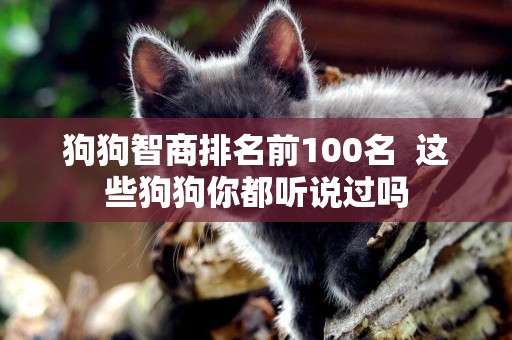 狗狗智商排名前100名  這些狗狗你都聽說過嗎
