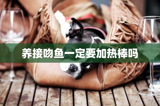 養接吻魚一定要加熱棒嗎