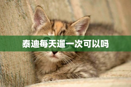 泰迪每天遛一次可以嗎