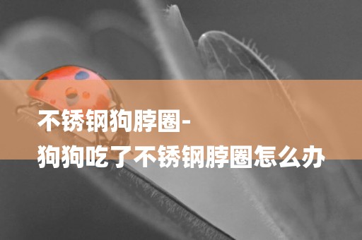 不銹鋼狗脖圈-
狗狗吃了不銹鋼脖圈怎么辦