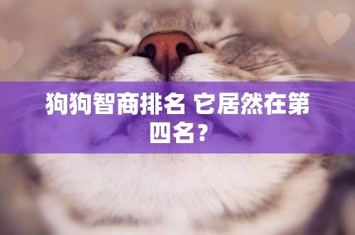 狗狗智商排名 它居然在第四名？