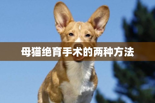 母貓絕育手術的兩種方法