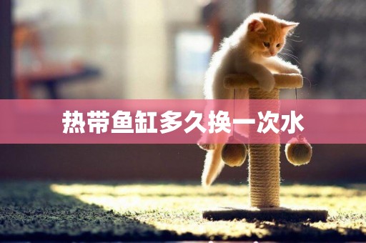 熱帶魚缸多久換一次水