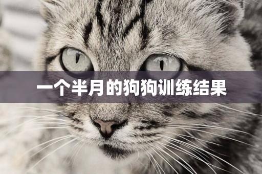 一個半月的狗狗訓練結果