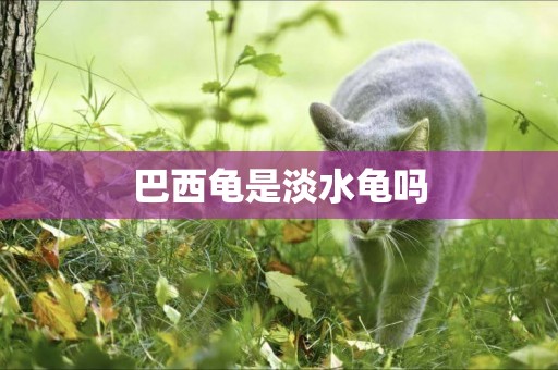 巴西龜是淡水龜嗎