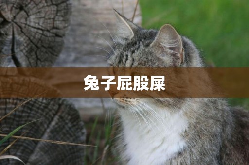 兔子屁股屎