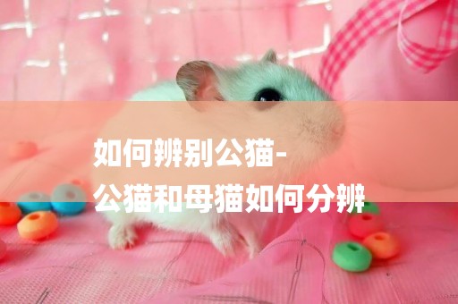 如何辨別公貓-
公貓和母貓如何分辨