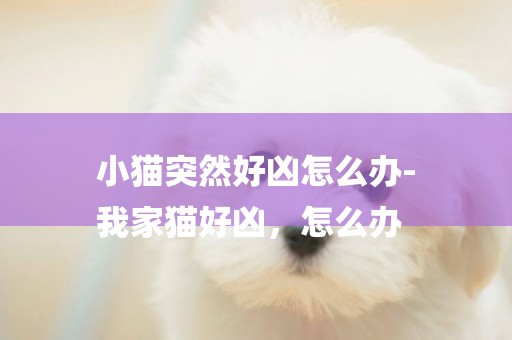 小貓突然好兇怎么辦-
我家貓好兇，怎么辦