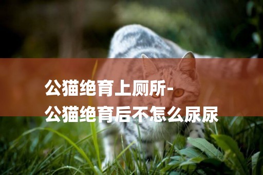公貓絕育上廁所-
公貓絕育后不怎么尿尿