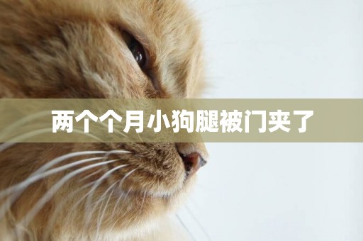 兩個個月小狗腿被門夾了