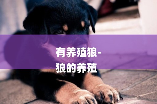 有養殖狼-
狼的養殖