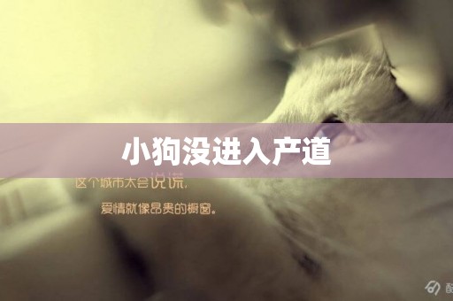小狗沒進入產道