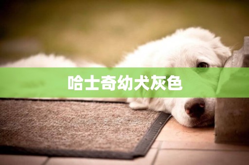 哈士奇幼犬灰色