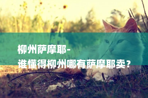 柳州薩摩耶-
誰懂得柳州哪有薩摩耶賣？