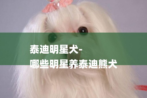 泰迪明星犬-
哪些明星養泰迪熊犬