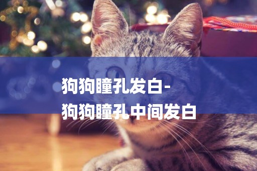 狗狗瞳孔發白-
狗狗瞳孔中間發白