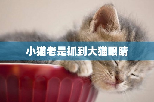 小貓老是抓到大貓眼睛