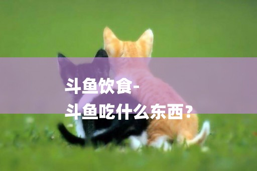 斗魚飲食-
斗魚吃什么東西？