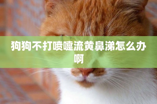 狗狗不打噴嚏流黃鼻涕怎么辦啊