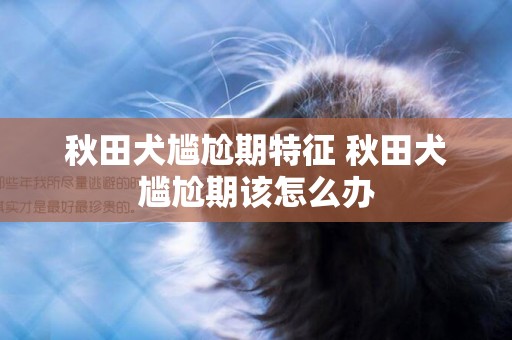 秋田犬尷尬期特征 秋田犬尷尬期該怎么辦