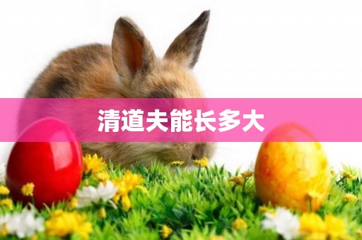 清道夫能長多大
