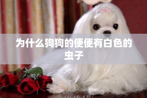 為什么狗狗的便便有白色的蟲子