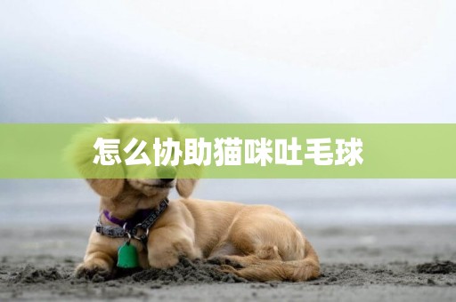 怎么協助貓咪吐毛球