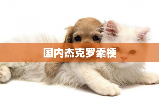 國內杰克羅素梗