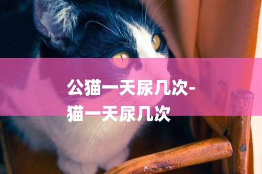 公貓一天尿幾次-
貓一天尿幾次