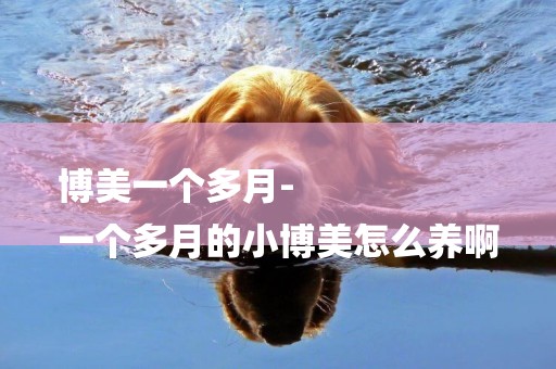 博美一個多月-
一個多月的小博美怎么養啊