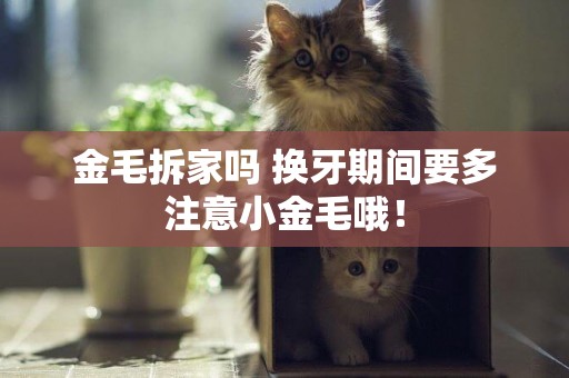 金毛拆家嗎 換牙期間要多注意小金毛哦！